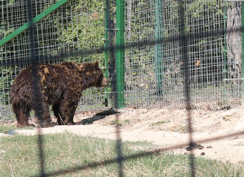 Libearty Bear Sanctuary Zarnesti (Santuário de Ursos, na Romênia)