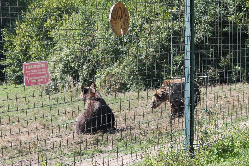 Libearty Bear Sanctuary Zarnesti (Santuário de Ursos, na Romênia)